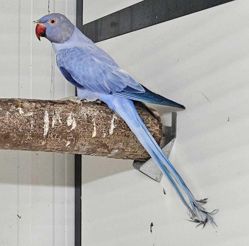 0-1 Violet opaline halsbandparkiet, Dieren en Toebehoren, Vrouwelijk, Parkiet, Geringd