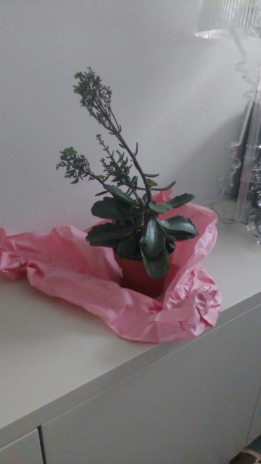 kalanchoe, Huis en Inrichting, Vetplant, Minder dan 100 cm, Bloeiende kamerplant, Halfschaduw