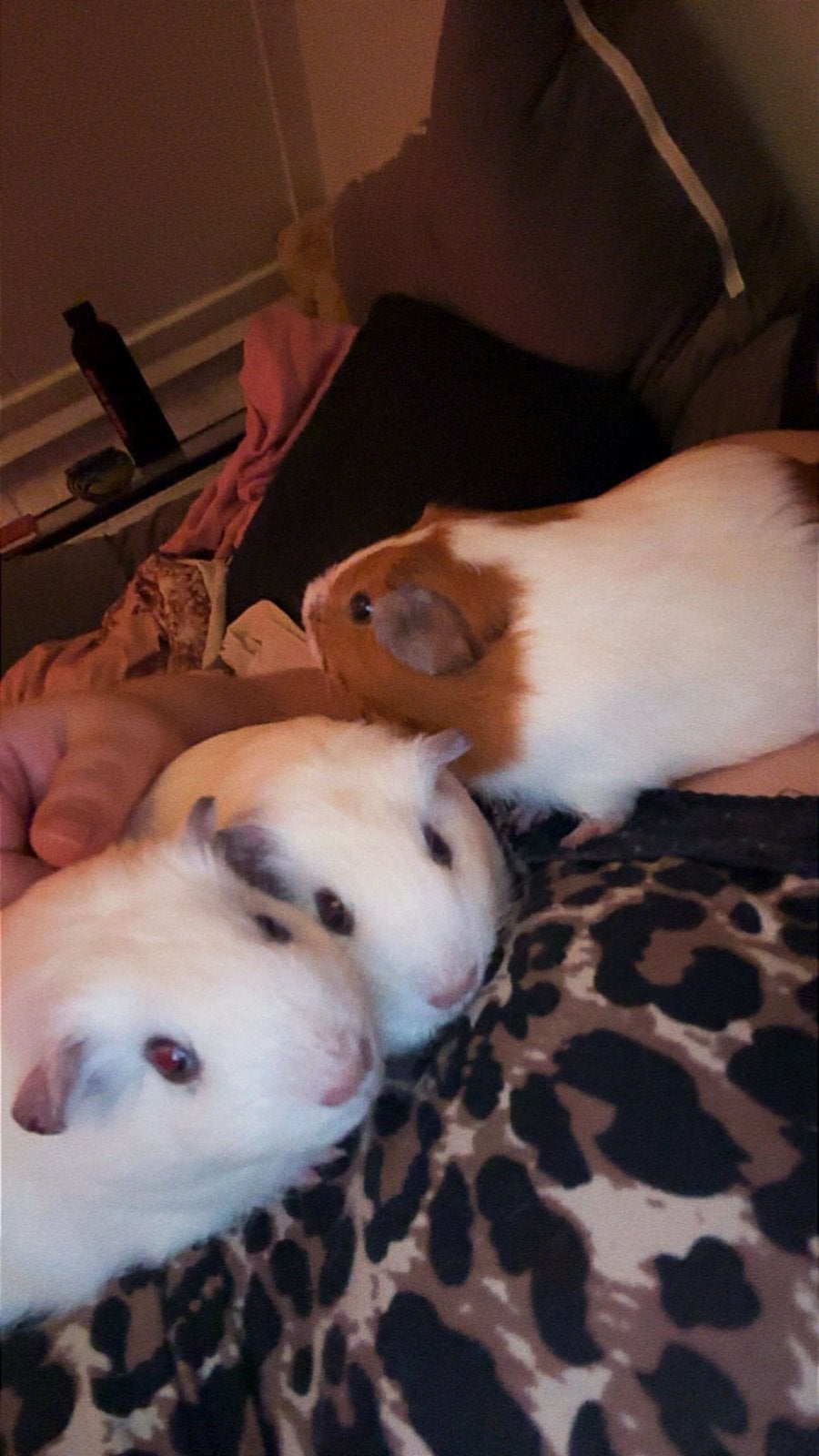 Caviatjes, Cavia, April, Meerdere dieren, Tam