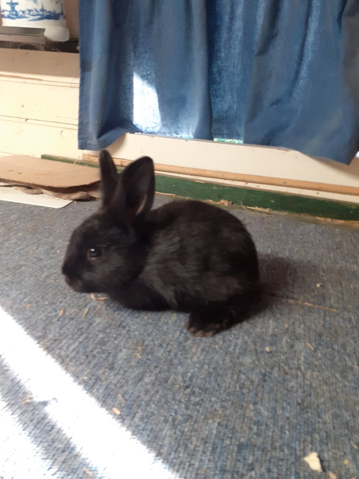 Konijnen, Dieren en Toebehoren, Konijnen, Meerdere dieren, Klein, 0 tot 2 jaar