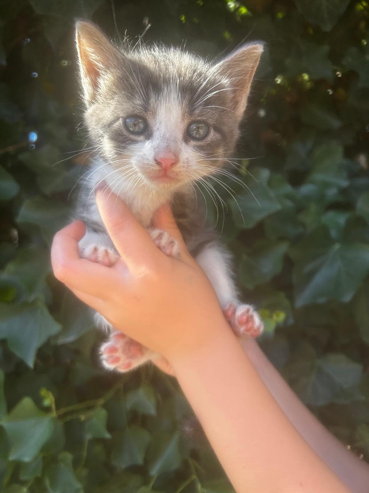 Lieve Britse Korthaar mix kittens zoeken een warm thuis., Meerdere dieren, Kortharig, 0 tot 2 jaar