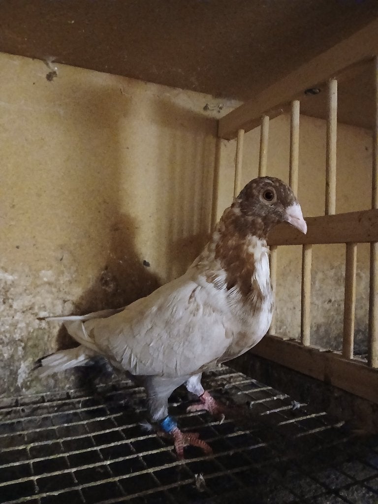 Kleurpostduif, Dieren en Toebehoren, Mannelijk, Postduif