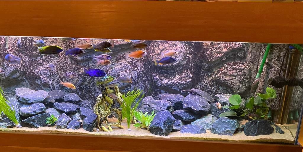 Aquarium 180 x 50 x 70, Ophalen, Gebruikt, Inclusief vissen, Overige merken