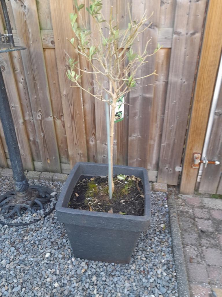 Olijfboom 2 x in bloempot / bak. 110 hoog ongeveer, Tuin en Terras, Planten | Bomen, Bloeit niet, 100 tot 250 cm, Olijfboom, Ophalen