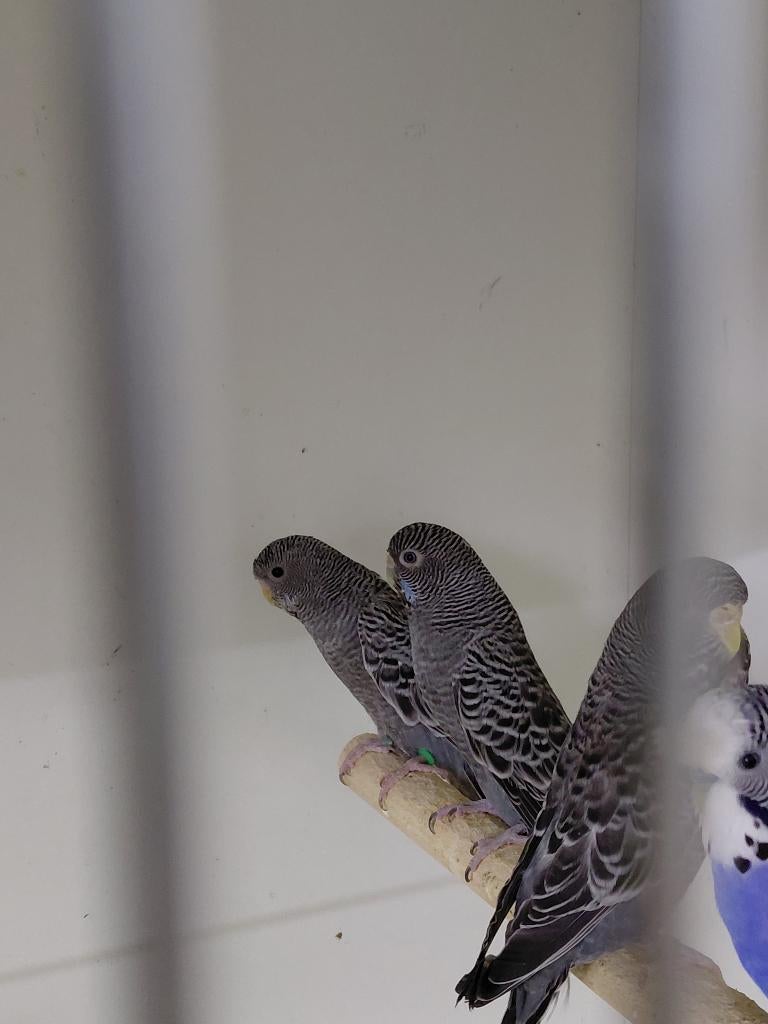 Blackfaceblackwing grasparkieten, Meerdere dieren, Parkiet, Geringd