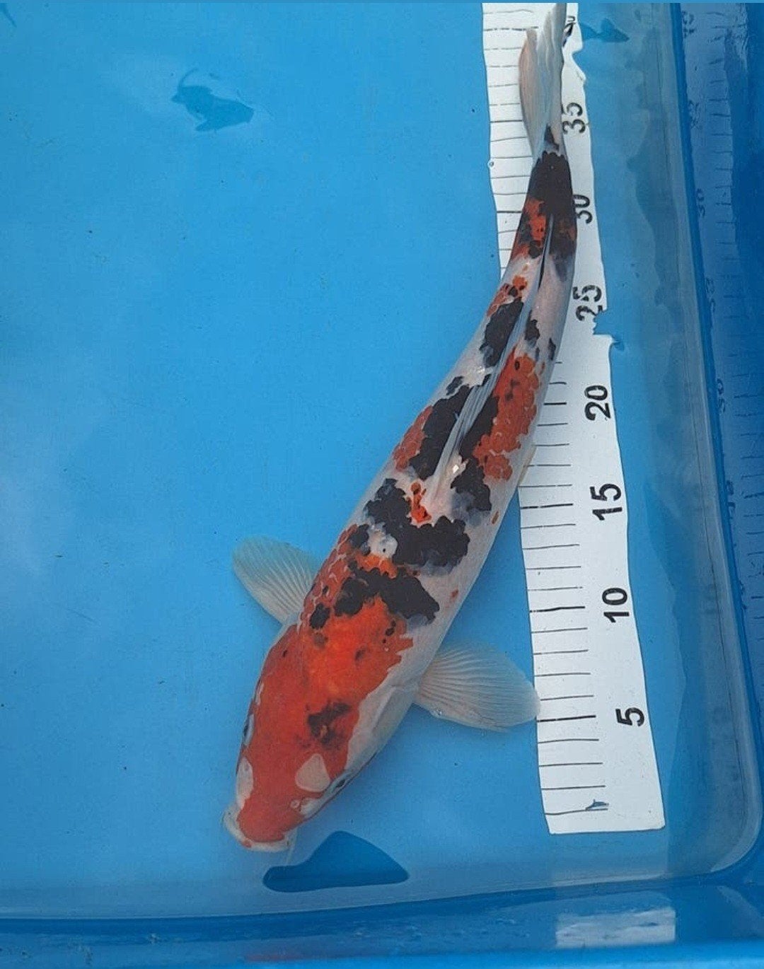 Koi karper, Karper of Koi