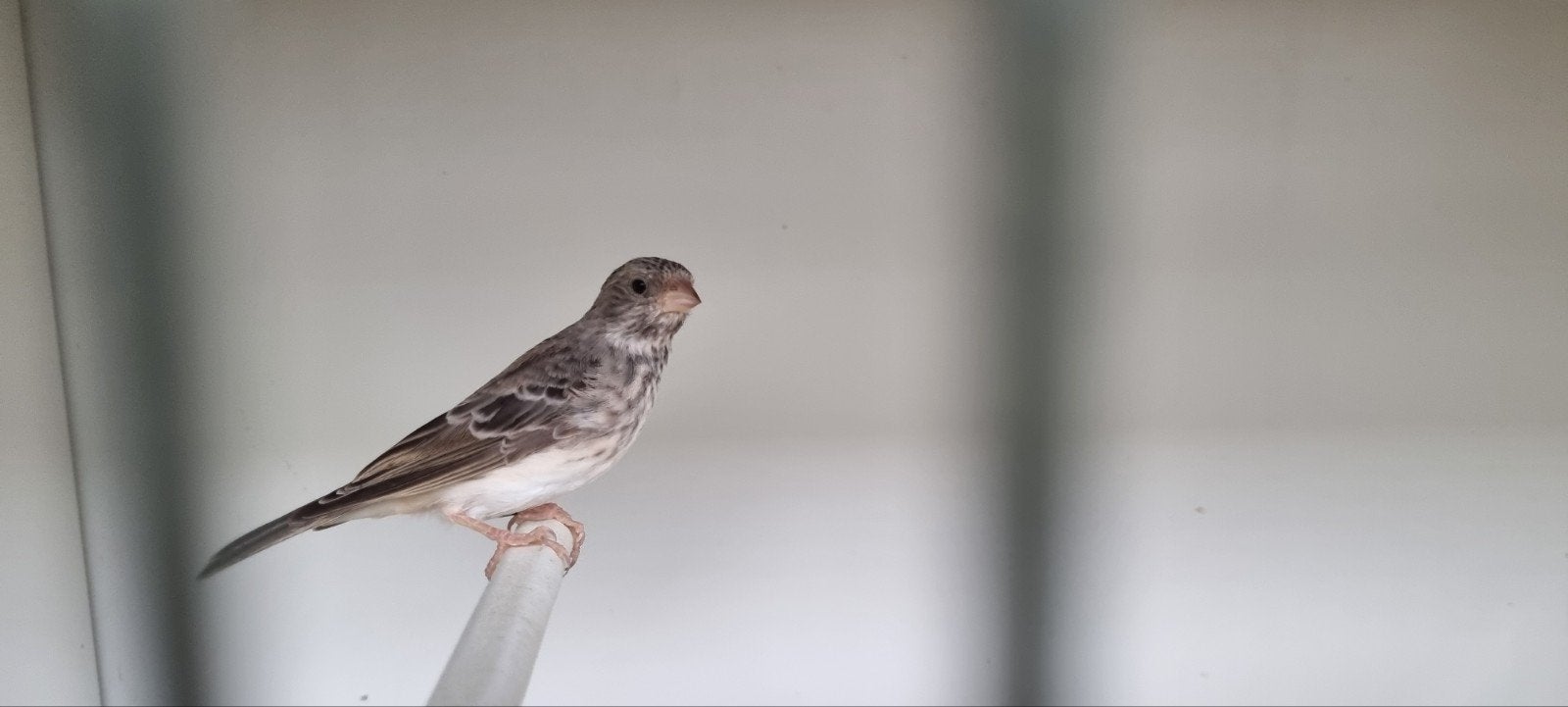 Edelzanger pop + DNA, Dieren en Toebehoren, Vogels | Overige Vogels, Vrouwelijk, Tropenvogel, Geringd