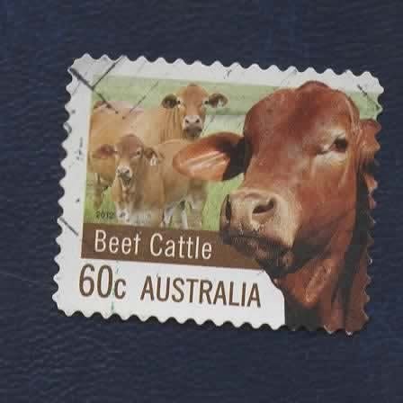 Fauna - Dieren - Koeien - Australie - "Beef Cattle" - gebr, Ophalen of Verzenden, Gestempeld, Dier of Natuur