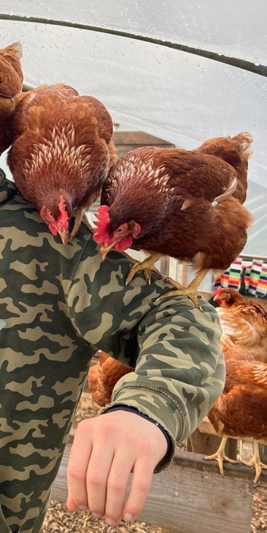 kippen, Vrouwelijk, Kip