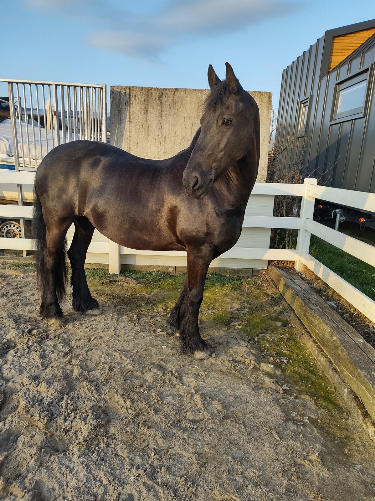 Bijrijder gezocht, Dieren en Toebehoren, Merrie, L, Recreatiepaard