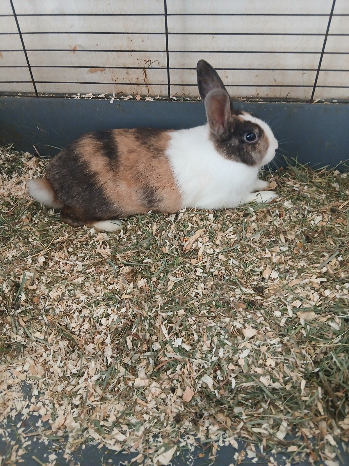 Help ik zoek een opvang Moeder konijn met 6 baby konijntjes, Dieren en Toebehoren, Konijnen, Meerdere dieren