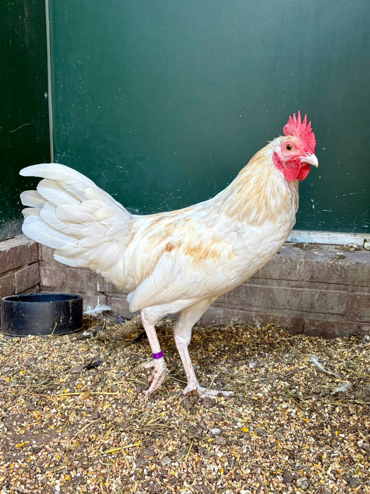 Puk, hanen kuiken, Dieren en Toebehoren, Pluimvee, Mannelijk, Kip
