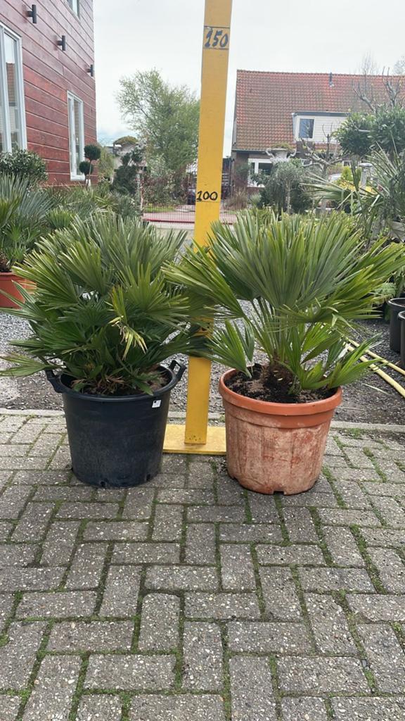 Chamaerops Vulcano , Dwergpalm, Ophalen, Overige soorten, Volle zon