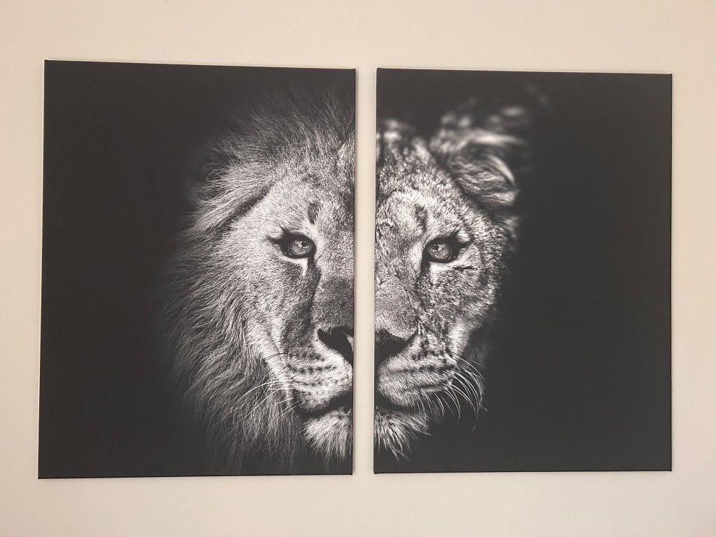 Schilderij leeuwen zwart wit, Ophalen, Zo goed als nieuw, Schilderij, 75 tot 100 cm