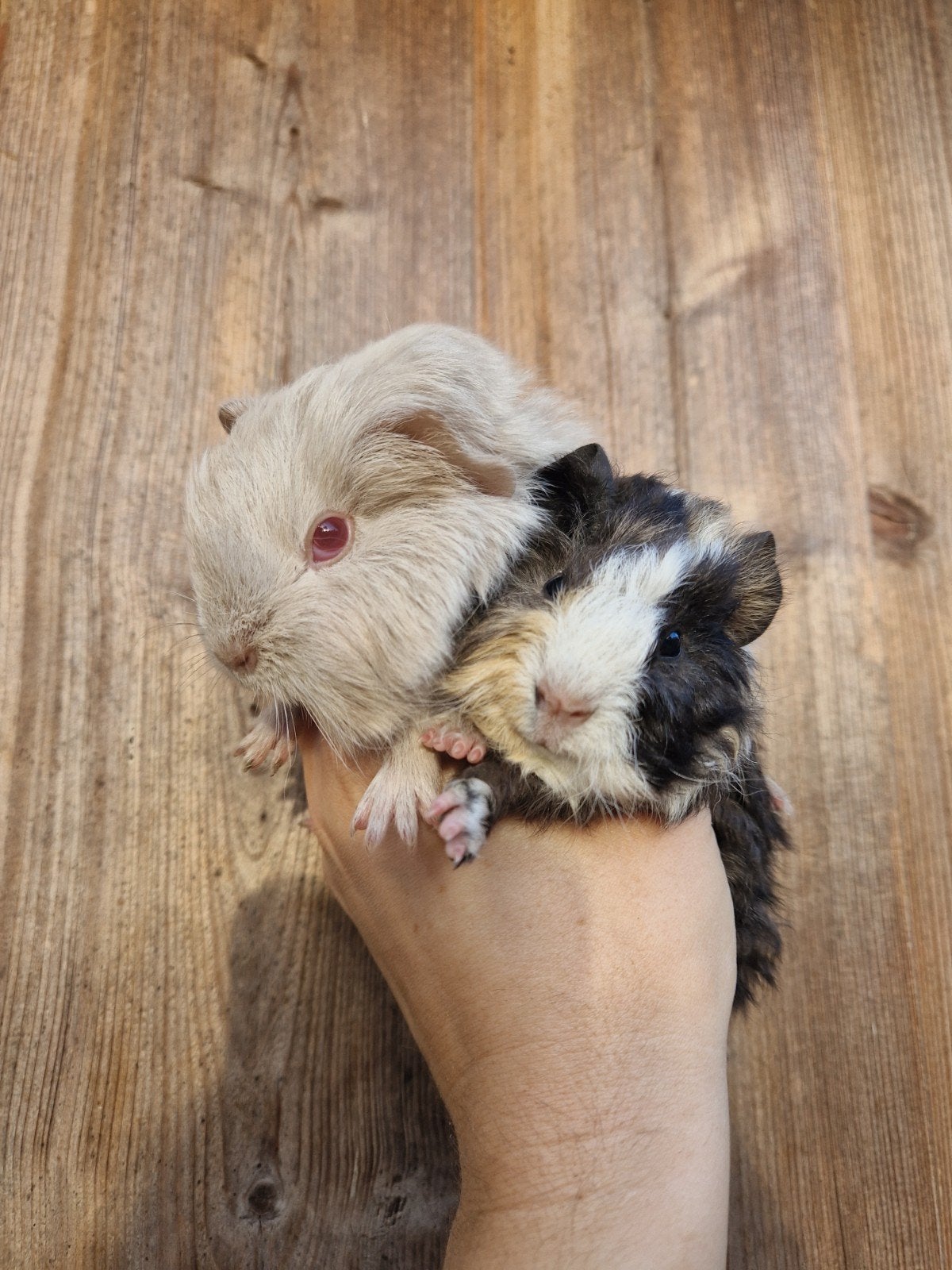2 jonge cavia beertjes, Augustus, Mannelijk, Cavia
