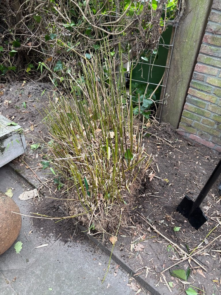 Bamboo niet woekerend (gratis op te halen), Ophalen, Tweejarig, Overige soorten, Volle zon