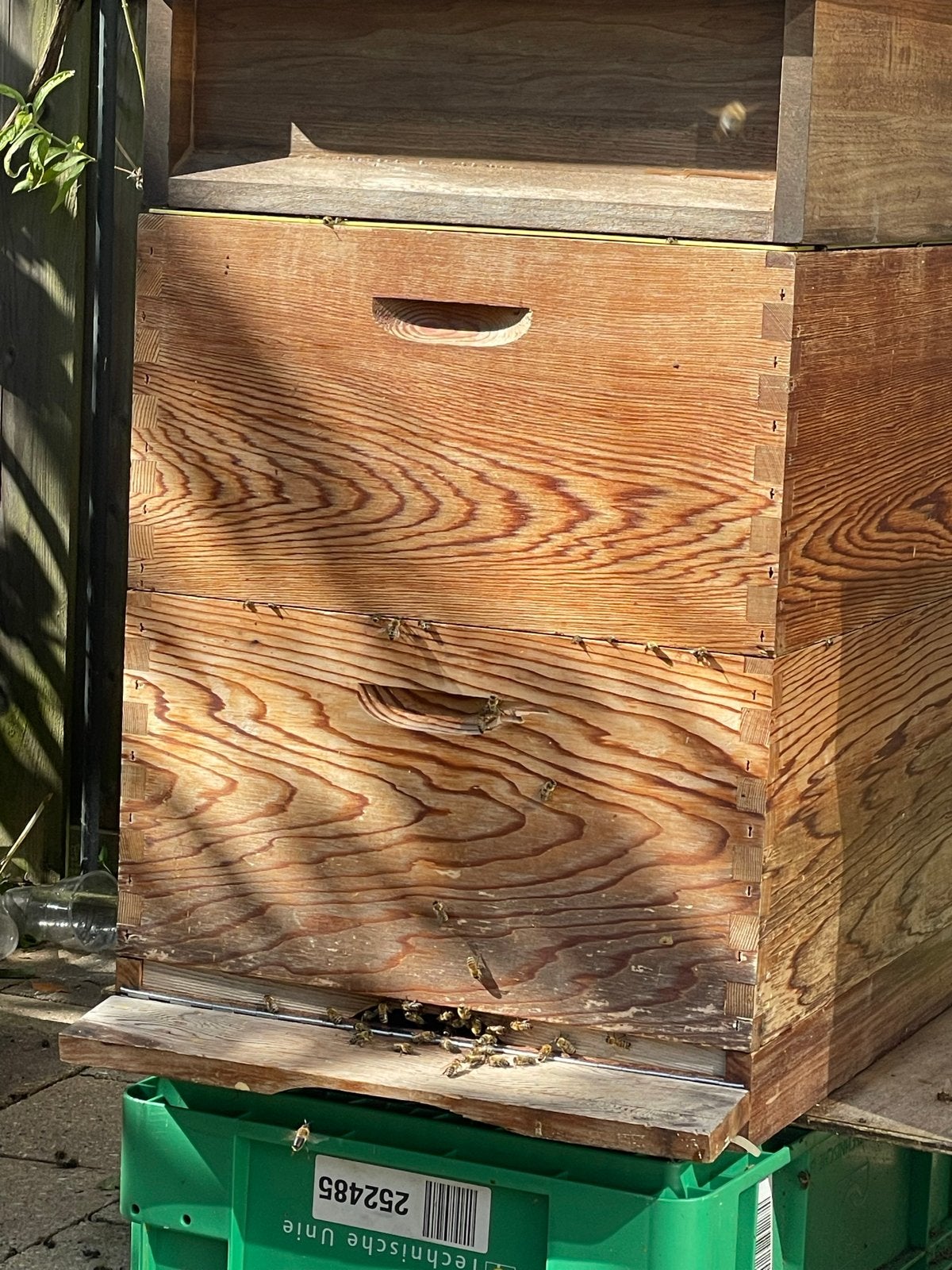 Bijenvolk te koop, Ophalen of Verzenden