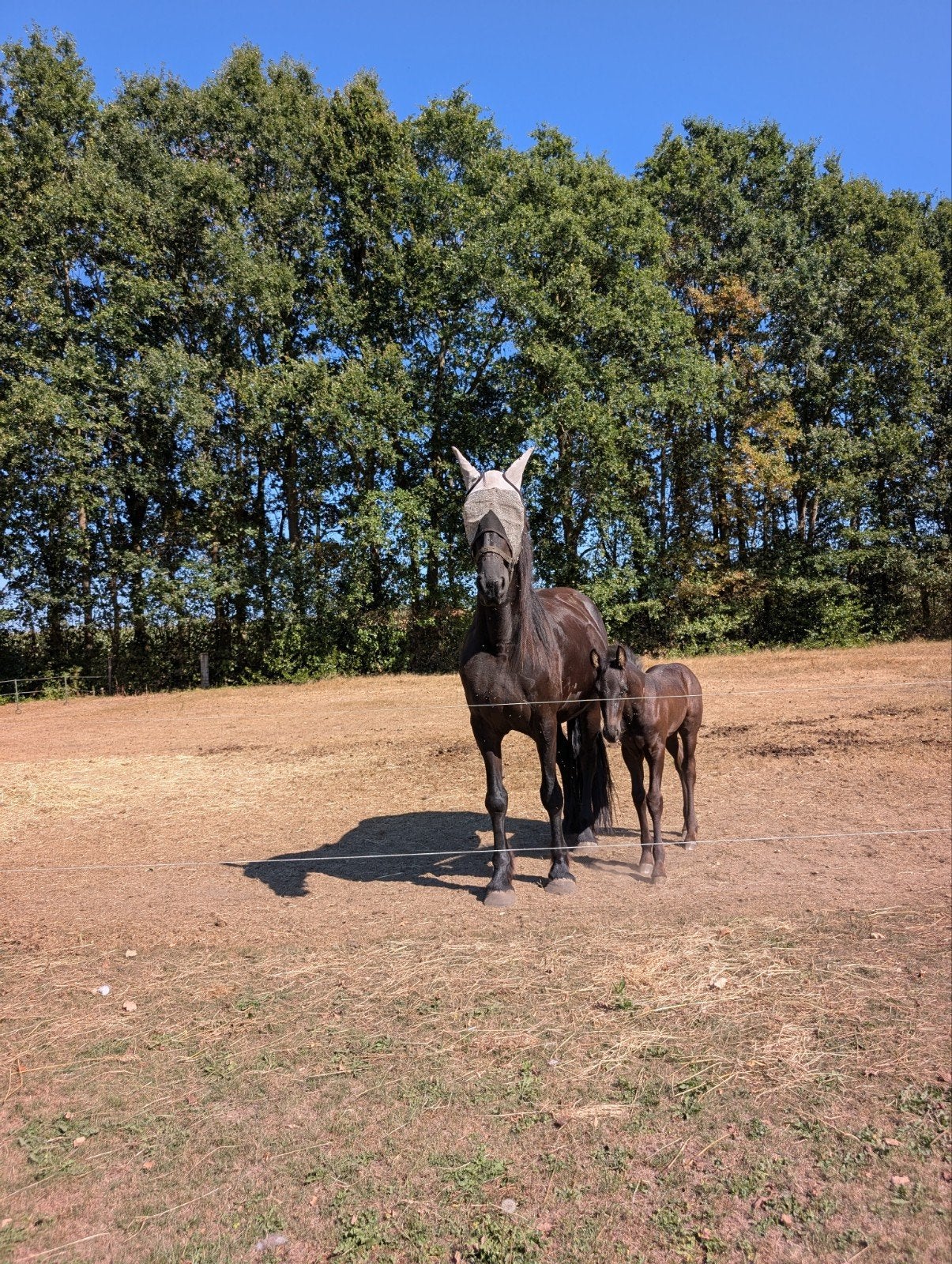 Prachtige Jonge Friese Merrie met hengstveulen, Dieren en Toebehoren, Paarden, Merrie, Recreatiepaard, Met stamboom, 3 tot 6 jaar
