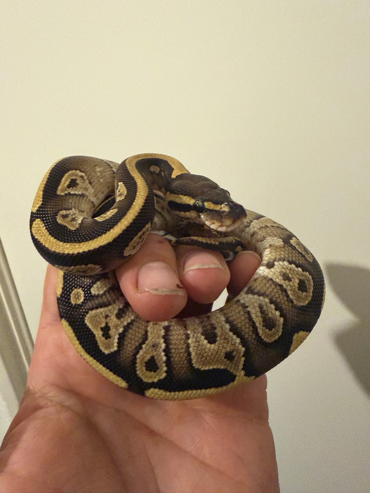 1.0 Ballpython / Regius Ball Python photo 2