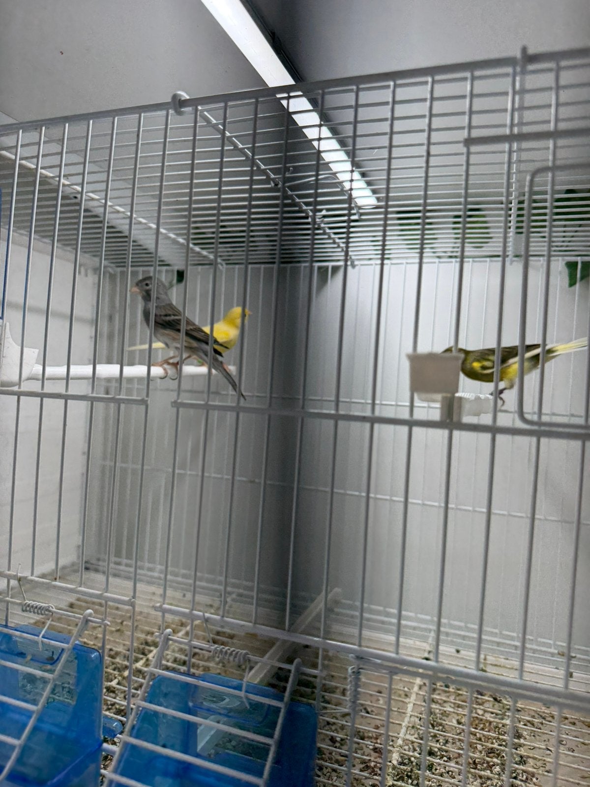 Raza kanaries, Meerdere dieren, Postuurkanarie