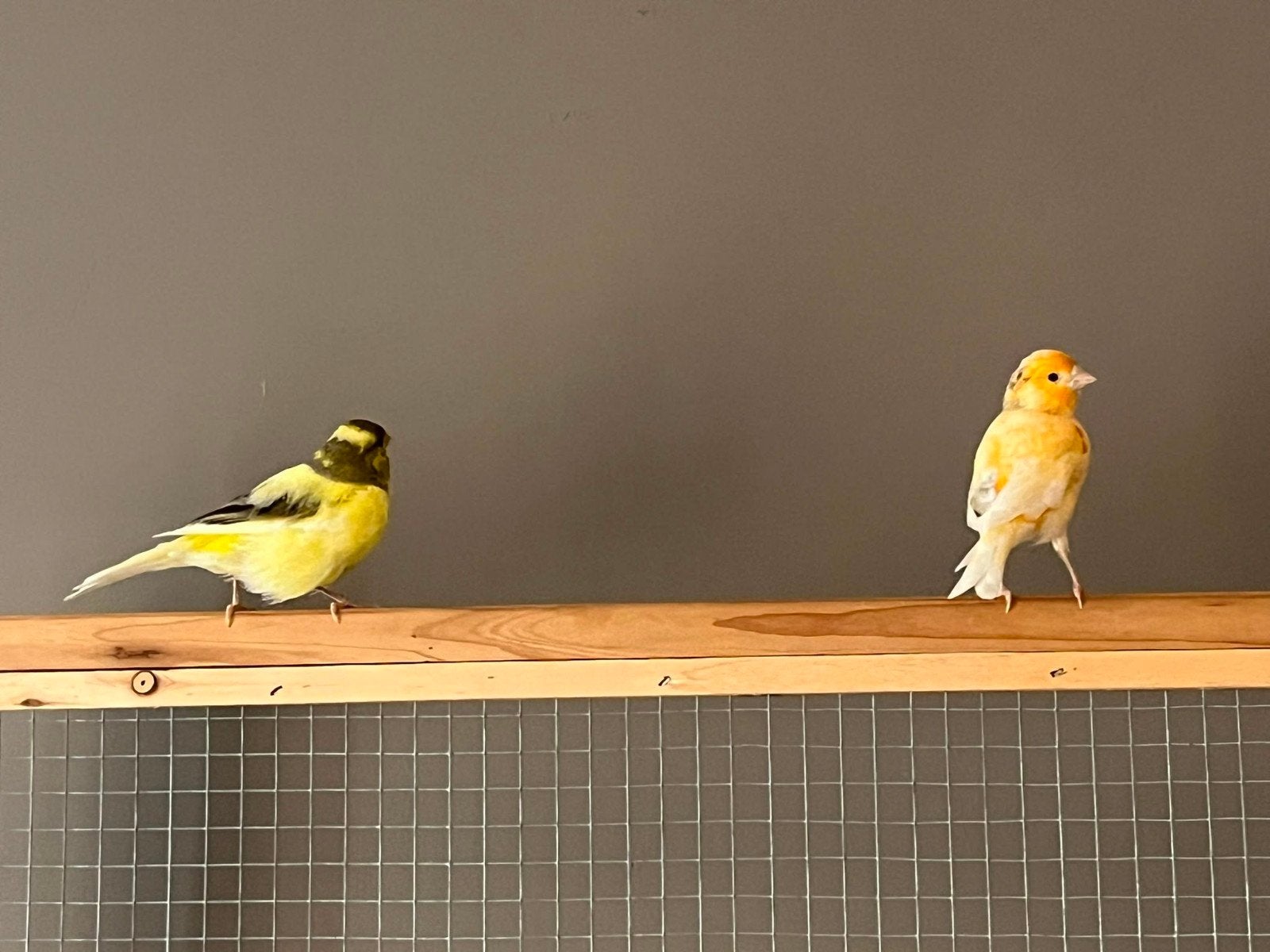 twee kanaries, Dieren en Toebehoren, Vogels | Kanaries, Vrouwelijk, Kleurkanarie