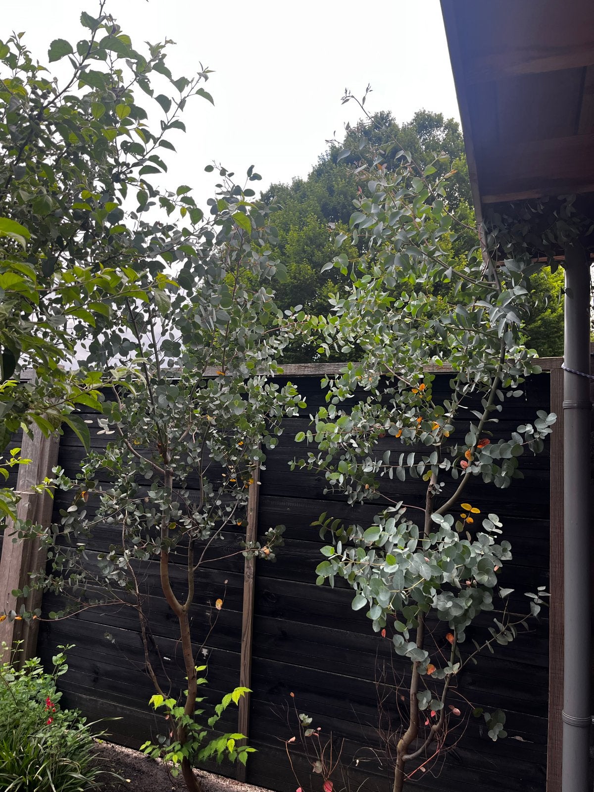 Eucalyptus boom - plant, Volle zon, Vaste plant, Bloeit niet, Ophalen