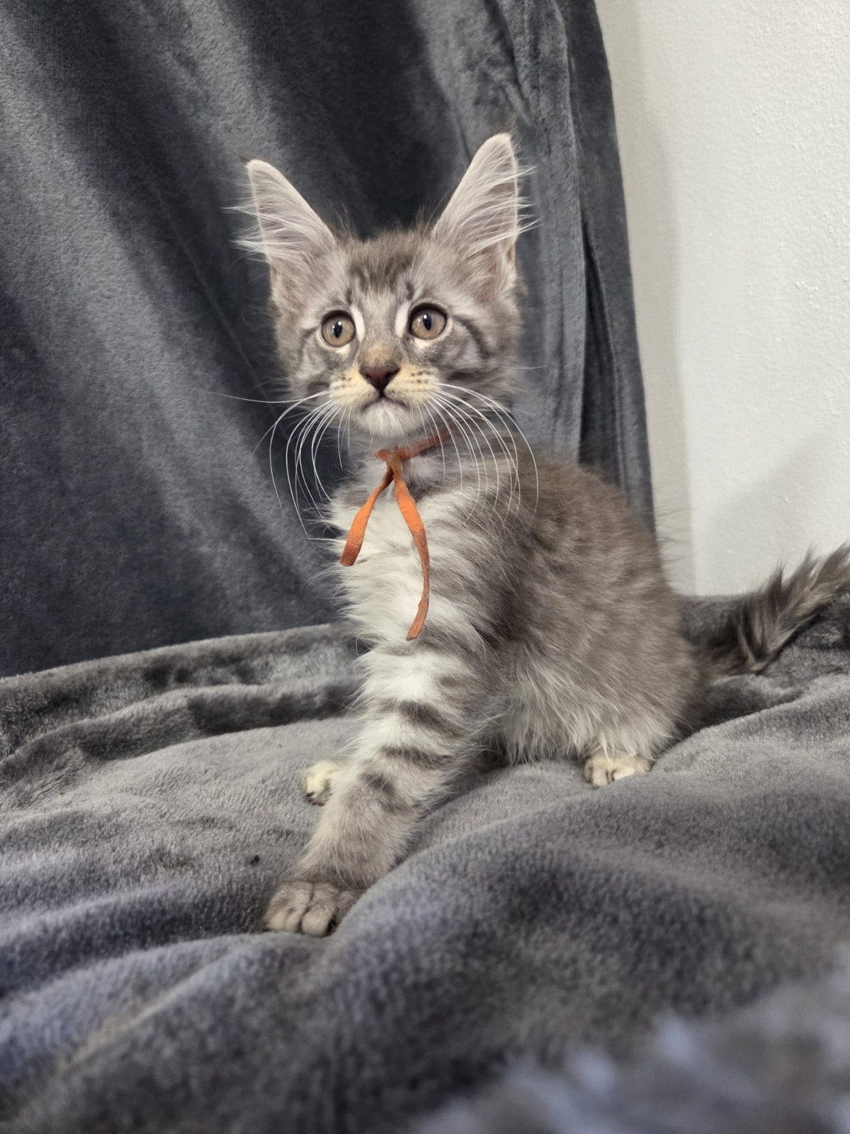 Maine coon kittens Raszuiver, Meerdere dieren, Gechipt, 0 tot 2 jaar