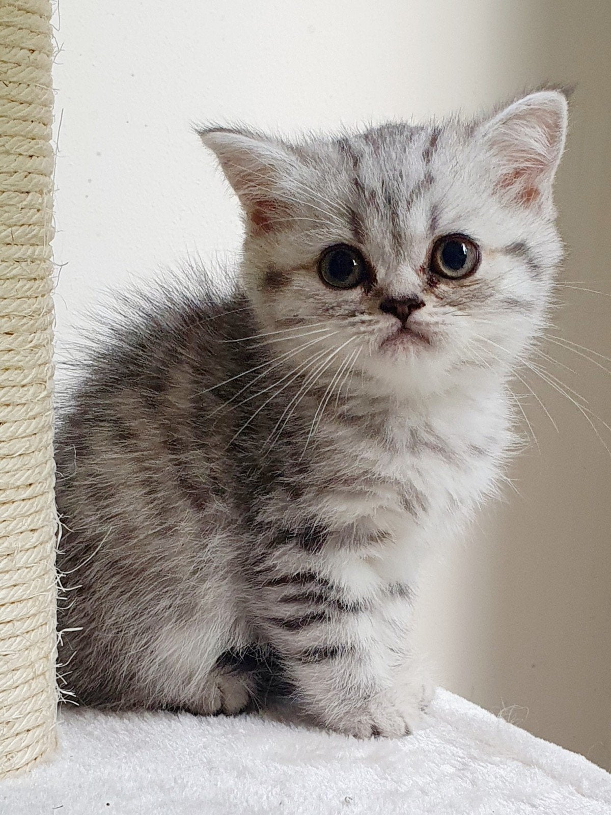 Brits Korthaar kittens, Meerdere dieren, Gechipt, 0 tot 2 jaar