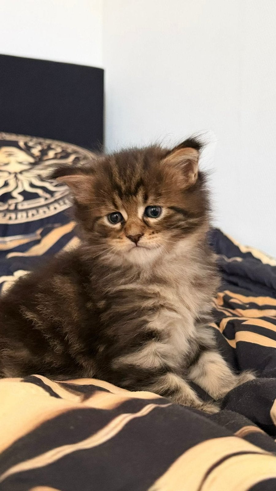 Een prachtige raszuive Maine Coon Katertje, Dieren en Toebehoren, Katten en Kittens | Raskatten | Langhaar, Kater, Met stamboom