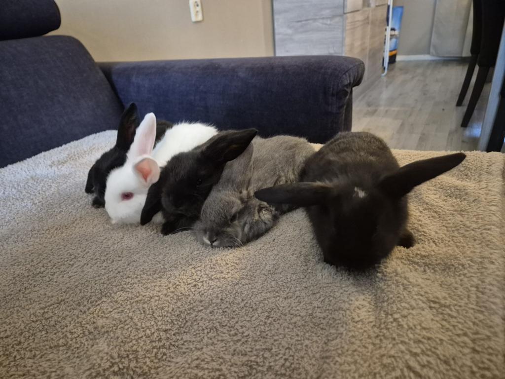 Te koop lieve konijntjes..!!🐇, Dieren en Toebehoren, Konijnen, Meerdere dieren, Dwerg