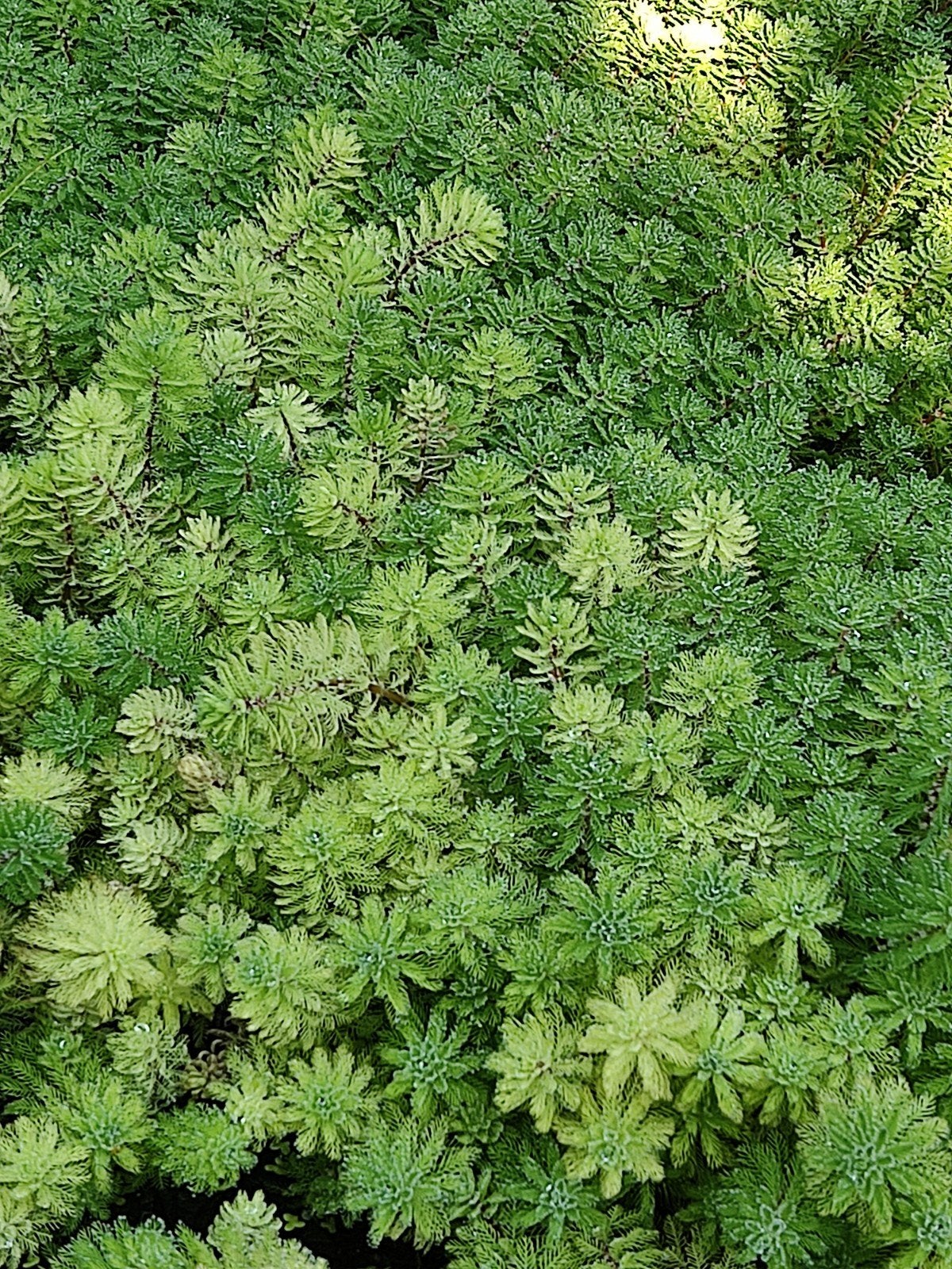 Vederkruid (Myriophyllum ‘red stem’), Ophalen