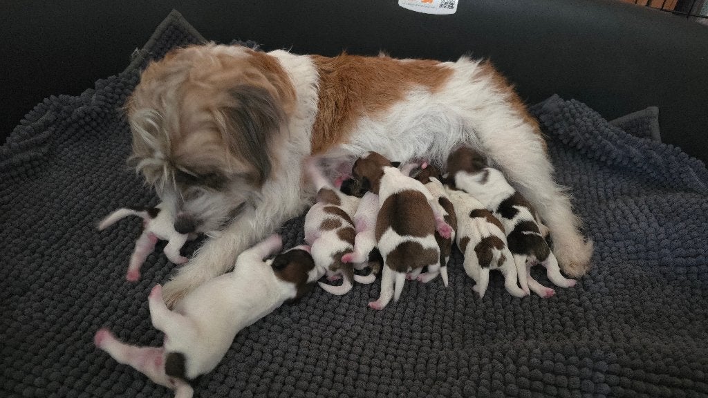 Ruwharige jack russel pups, Dieren en Toebehoren, Parvo, 8 tot 15 weken, Meerdere, Meerdere dieren