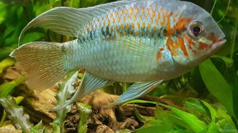 Zuid Amerikaanse Cichliden: Krobia xinguensis, Vis, Zoetwatervis