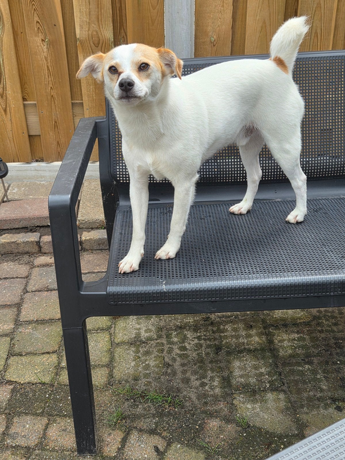 Jack russel mix, Reu, 1 tot 2 jaar, Eén hond, Klein