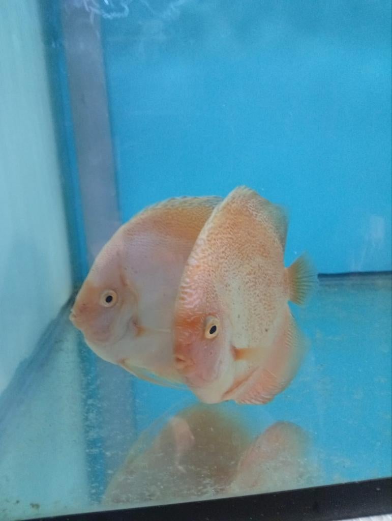 Te koop bewezen kweek koppel, Dieren en Toebehoren, Vis