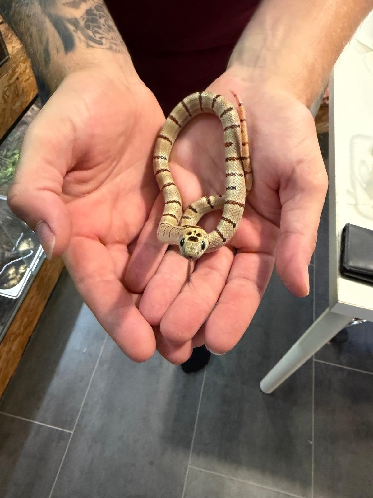 Variabele koningsslangen (Lampropeltis leonis) Kingsnake - male for sale from Broek