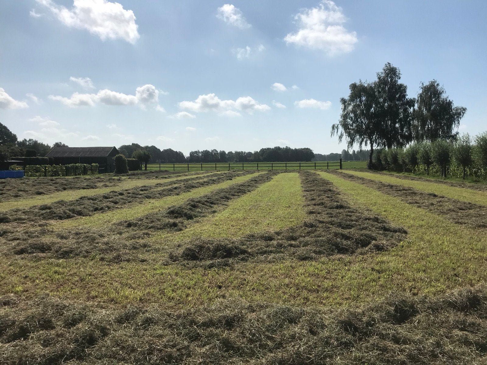 mooi hooi, Dieren en Toebehoren, Dierenvoeding, Ophalen, Vee