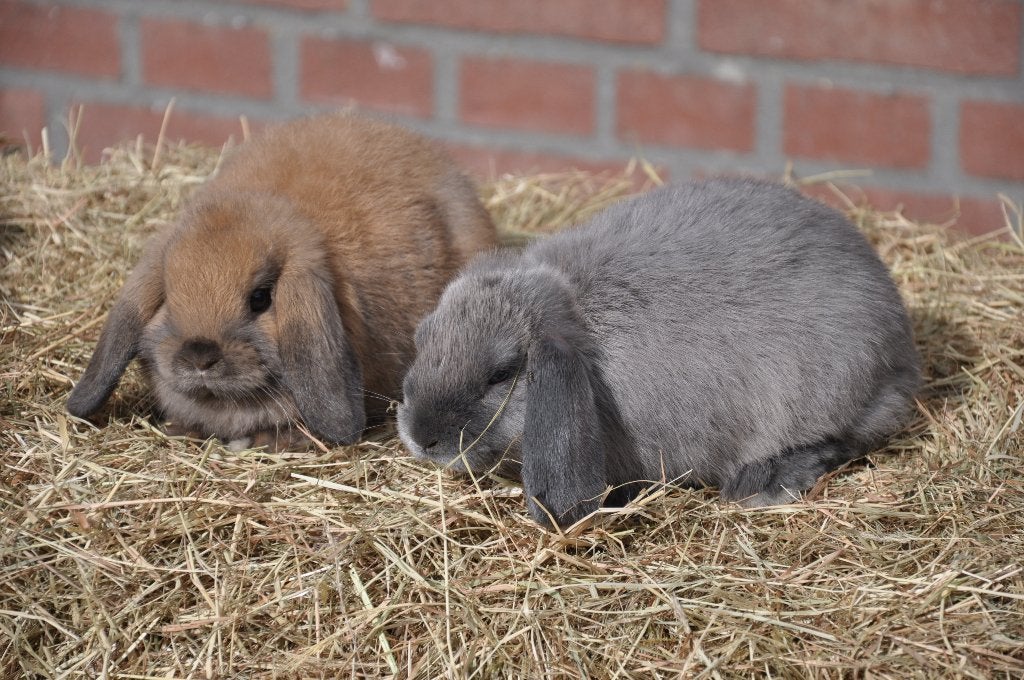 Jonge nederlandse hangoor dwerg konijnen NHD, Dieren en Toebehoren, Konijnen, Meerdere dieren, Dwerg, Hangoor