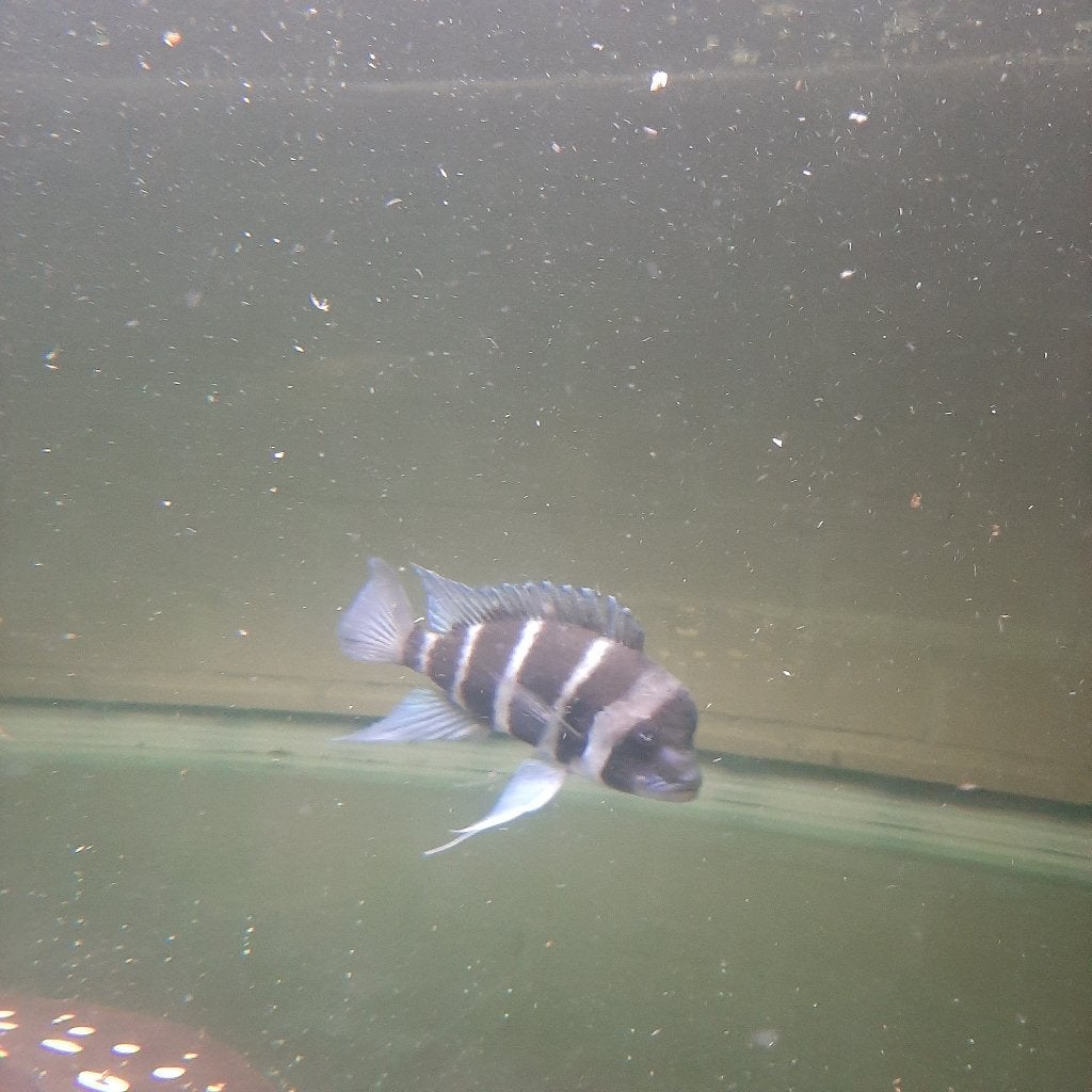 Laatste blue frontosa te koop, Dieren en Toebehoren, Vis, Zoetwatervis