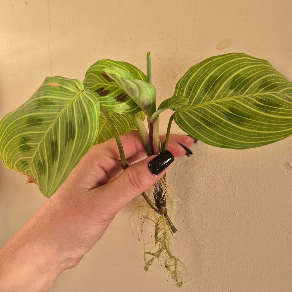 Marantha light veins, Ophalen of Verzenden, Halfschaduw, Minder dan 100 cm
