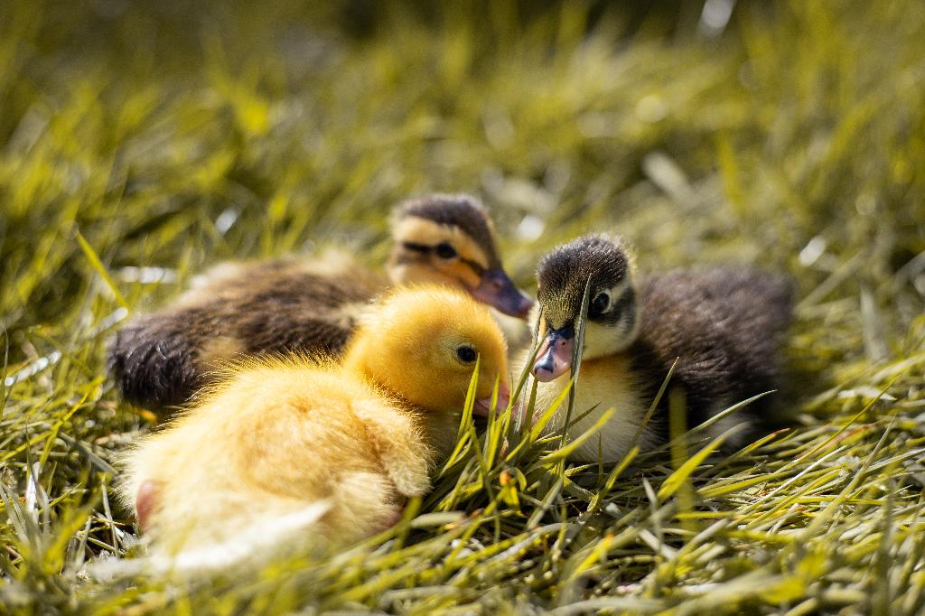 Indische loopeenden kuikens | Gesekst, Meerdere dieren, Eend