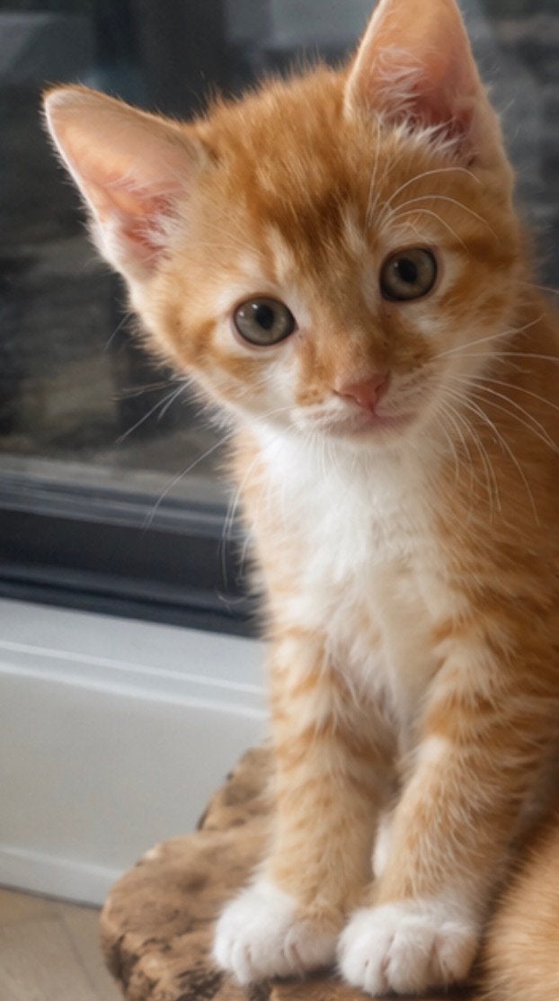 4 rode kittens, Dieren en Toebehoren, Katten en Kittens | Raskatten | Langhaar, Meerdere dieren