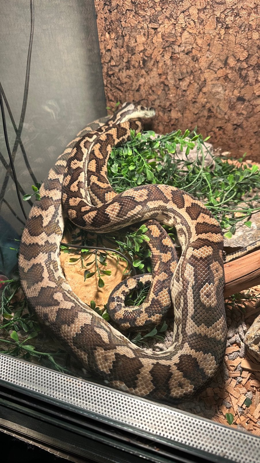 Morelia spilota mcdoweli, Dieren en Toebehoren, Reptielen en Amfibieën, Slang, Met terrarium, 11 jaar of ouder