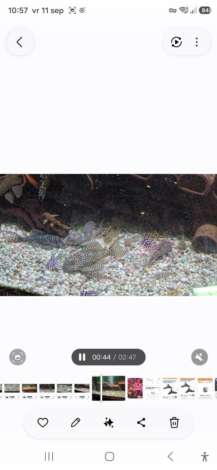 hypancistrus  L046 L333 L236 L066, Dieren en Toebehoren, Vis, Zoetwatervis