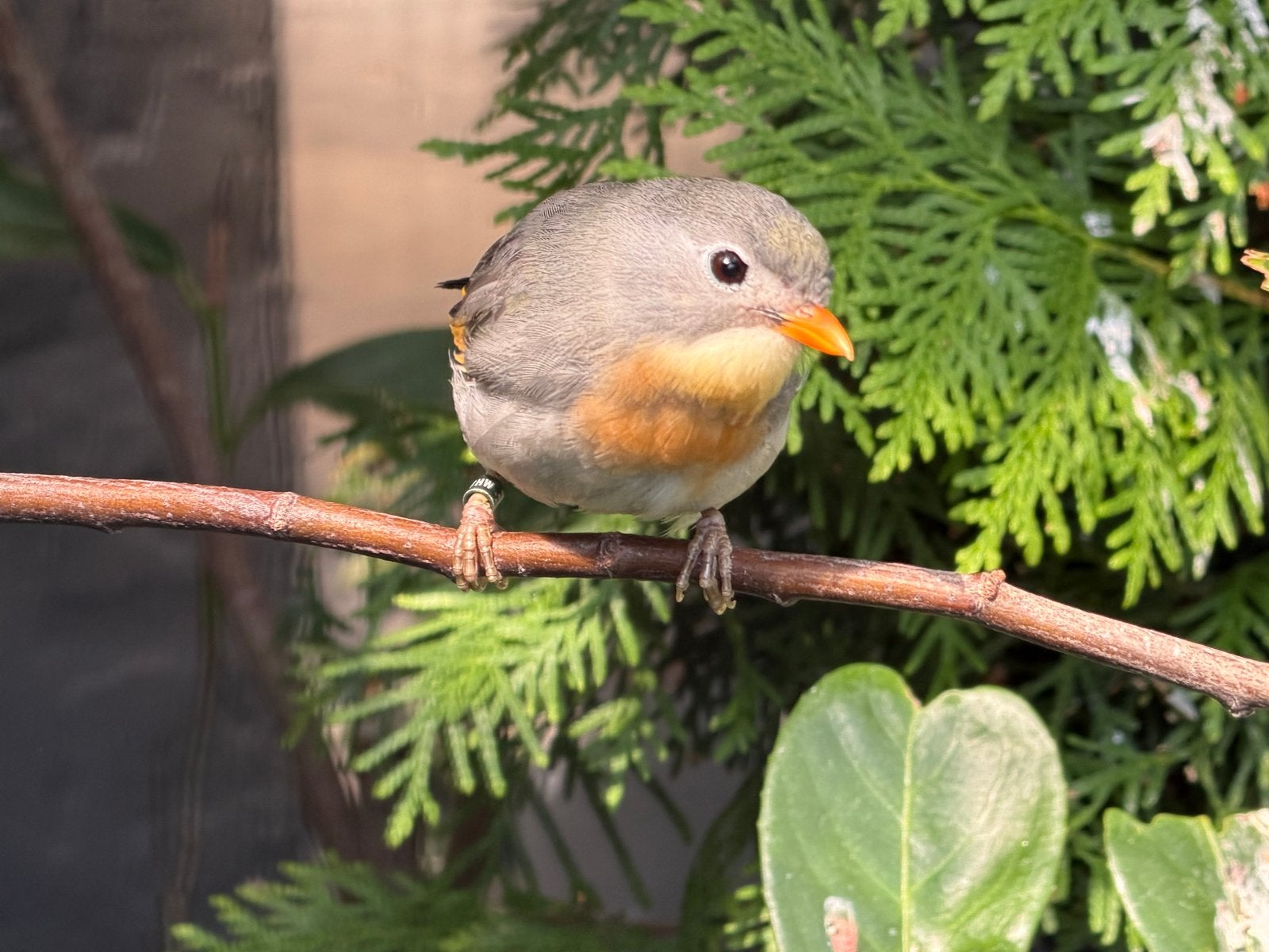Japanse Nachtegaal pop eigen kweek 2026, Dieren en Toebehoren, Vrouwelijk, Tropenvogel, Geringd
