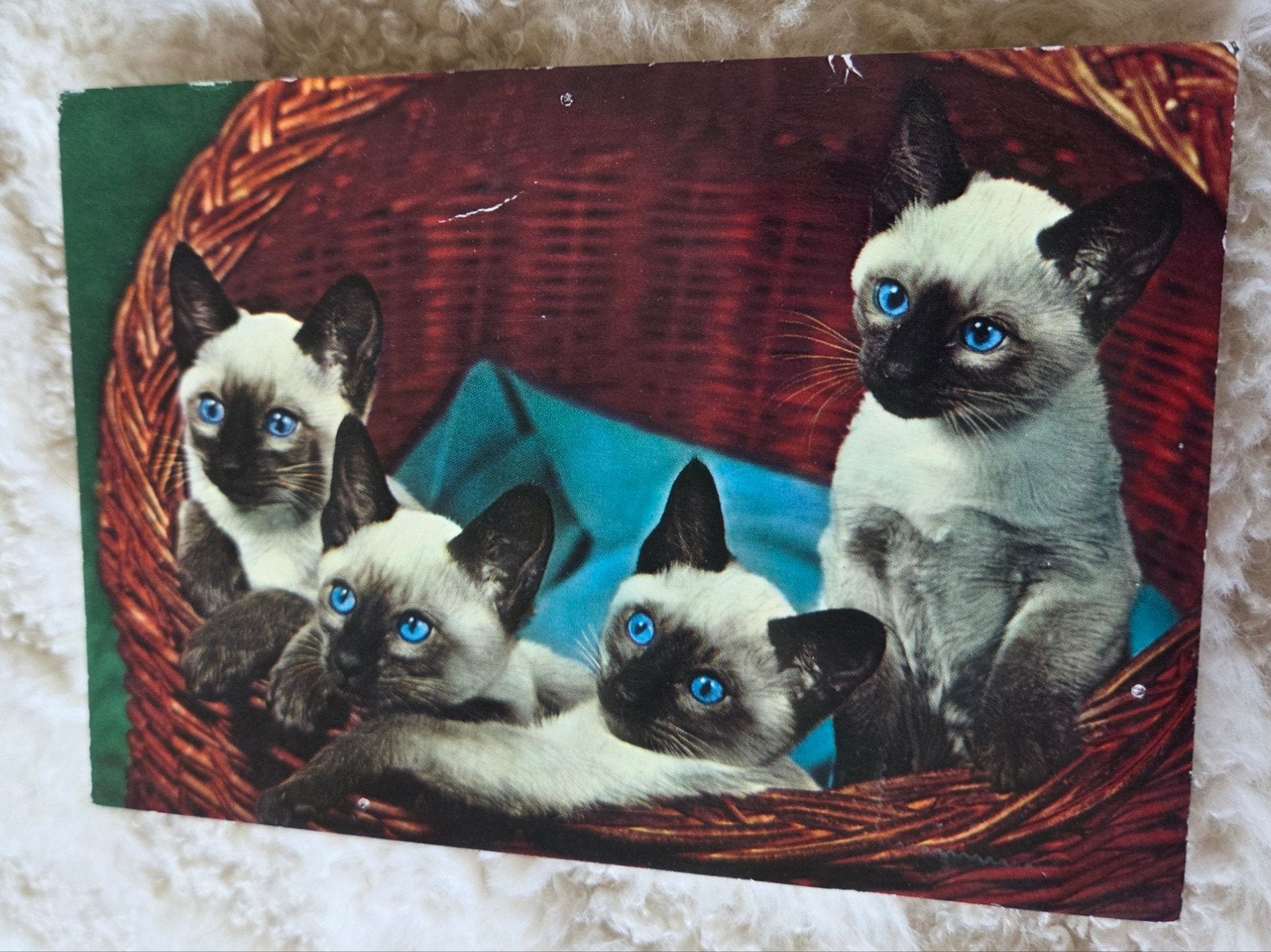 Schattige Siamese Katjes in Mand, Verzenden, 1960 tot 1980, Gelopen, Hond of Kat