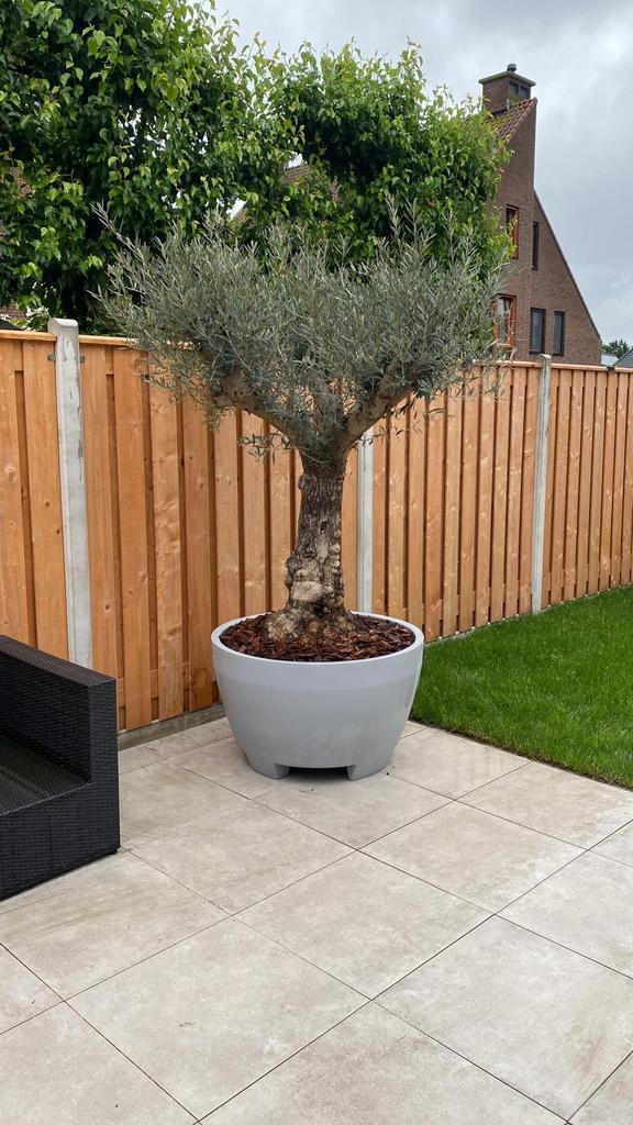 Grote olijfboom in pot - 220cm hoog, pot 100cm breed, 100 tot 250 cm, Olijfboom, Zomer, Ophalen