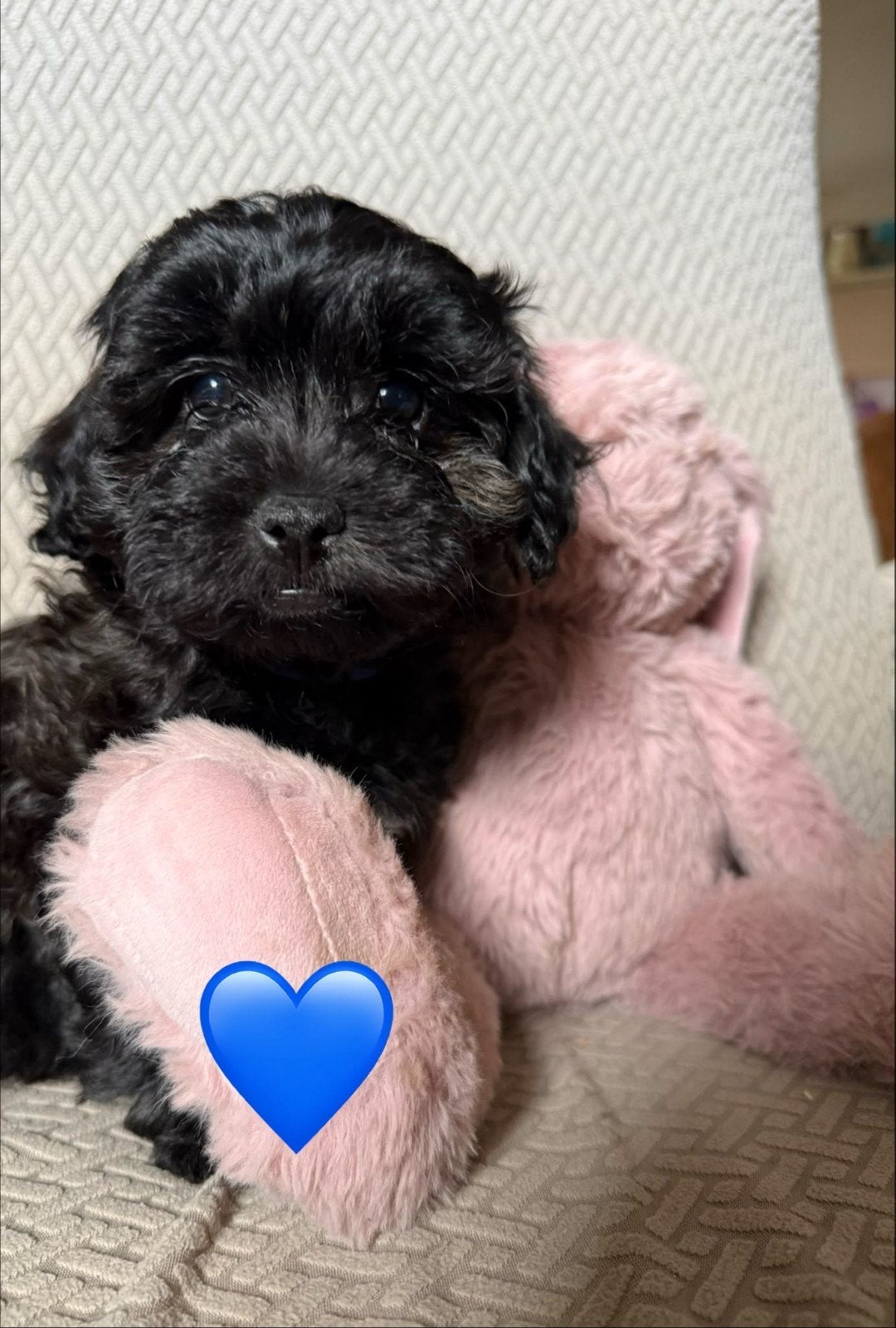 Prachtige Shih-tzu xPoedel  Shihpoo, Poedel, Parvo, 8 tot 15 weken, Meerdere