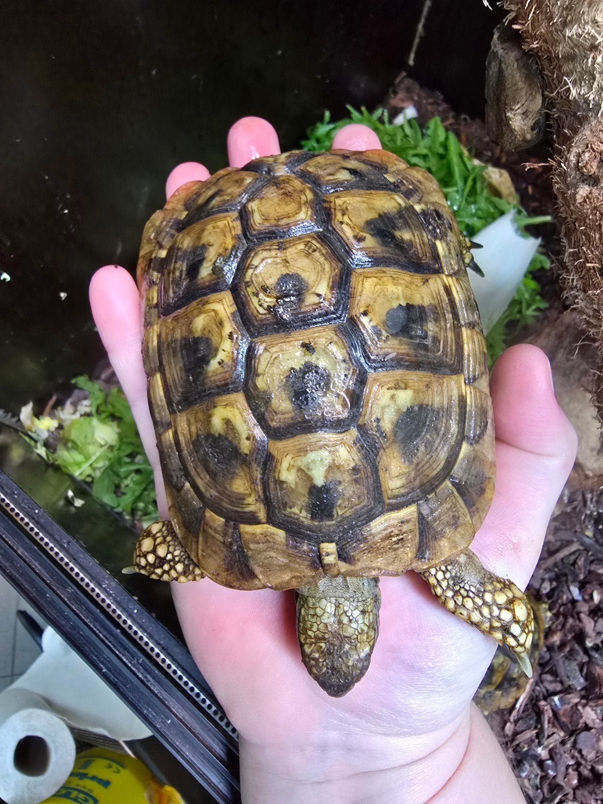 Griekse landschildpadden (Testudo hermanni) 10 tot 12 cm Tortoise photo 3