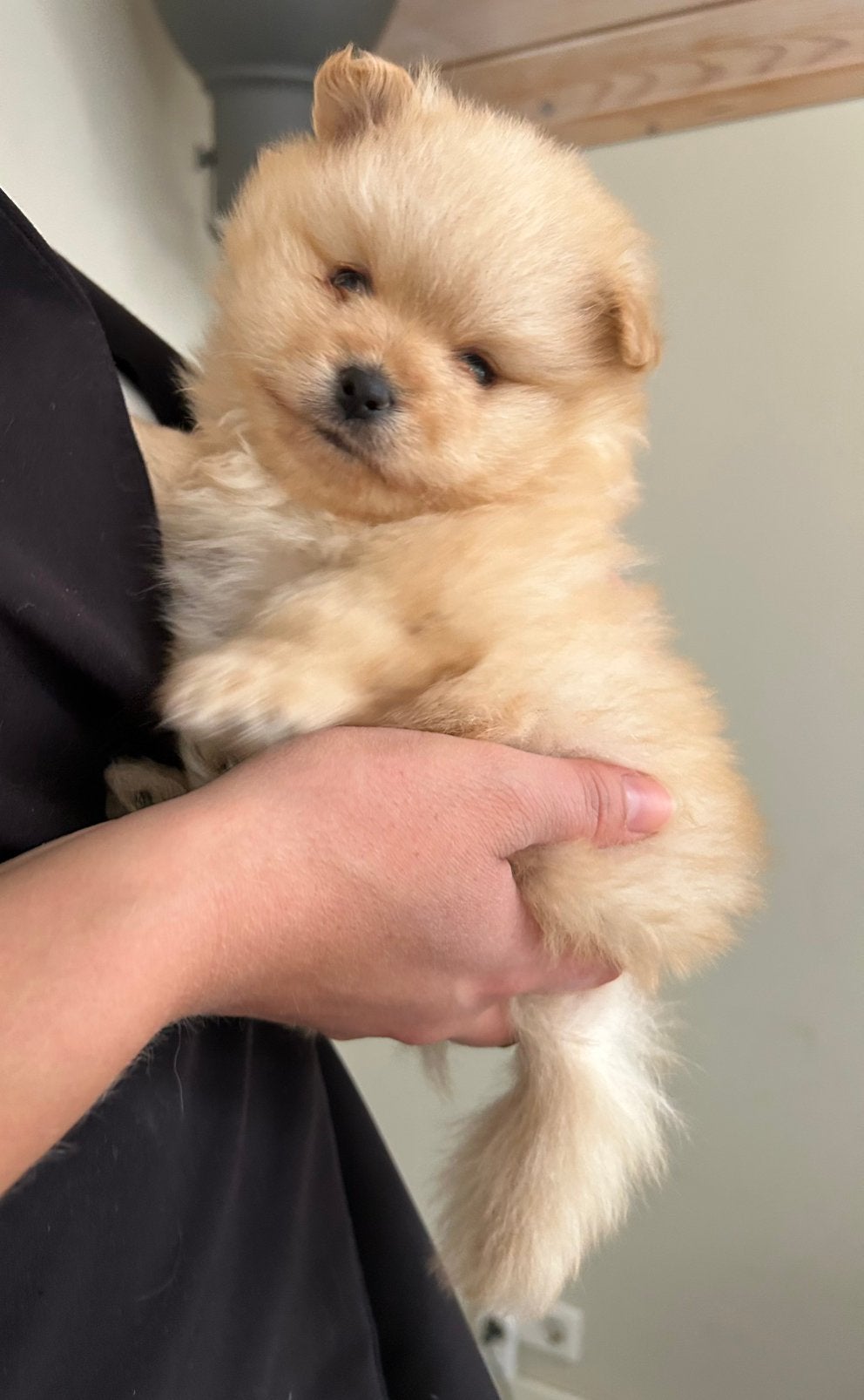 Prachtige & lieve Pomeriaanpup! (reutje), Dieren en Toebehoren, Keeshond, Reu, 8 tot 15 weken, Parvo